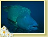 226-Maori Wrasse  (Chelinus undulatus)